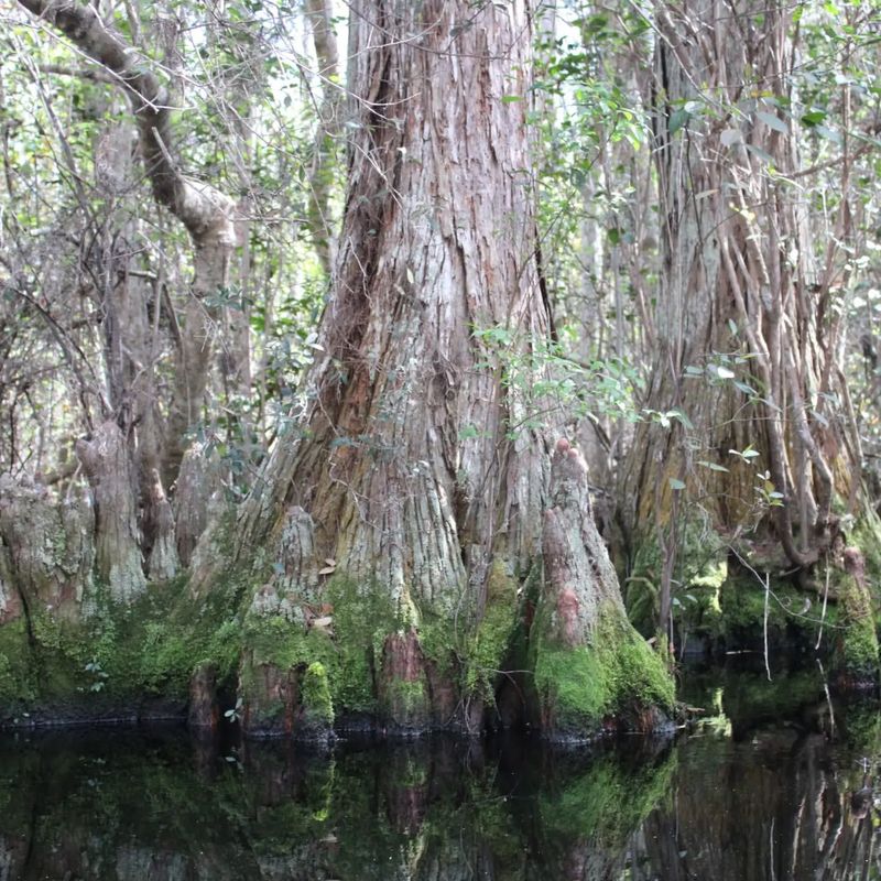 Bald Cypress