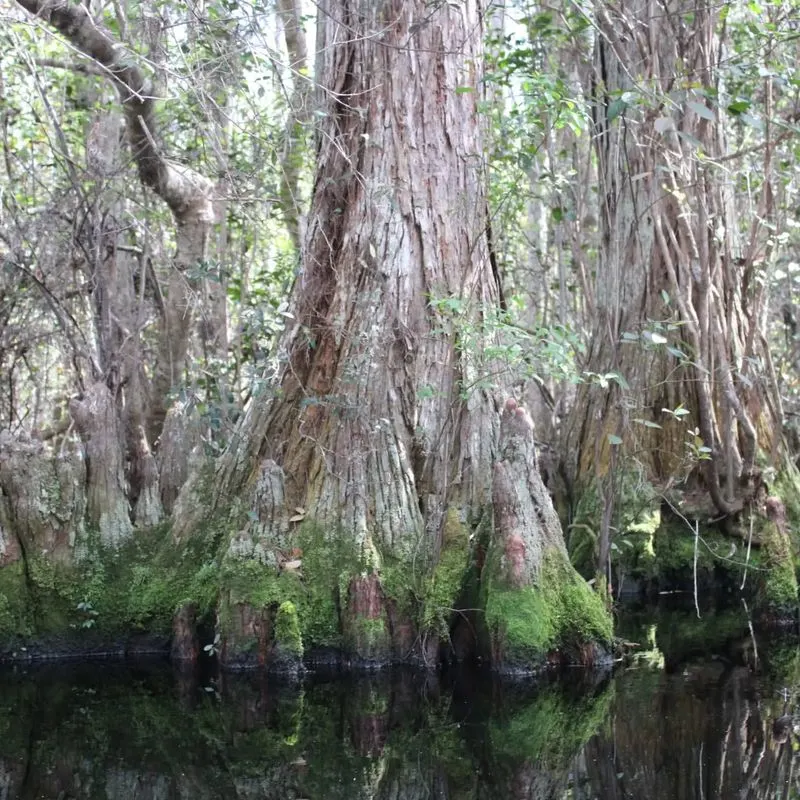 Bald Cypress