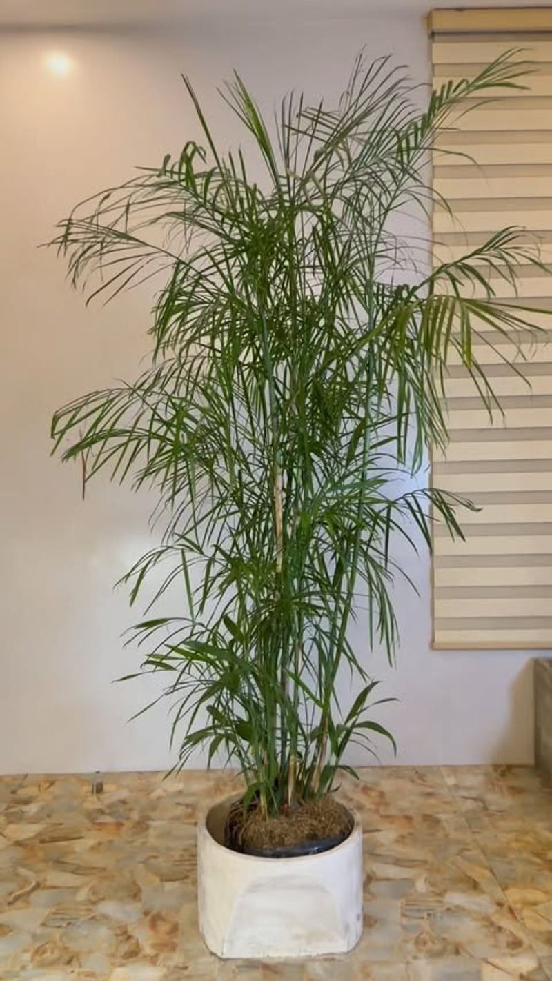 Bamboo Palm