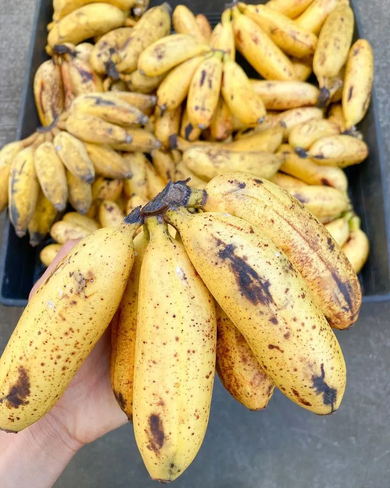 Banana