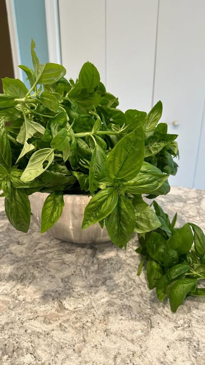 Basil