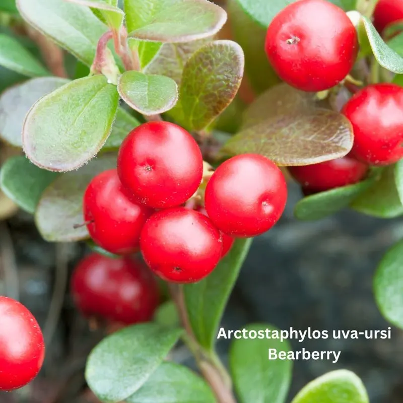 Bearberry (Arctostaphylos uva-ursi)