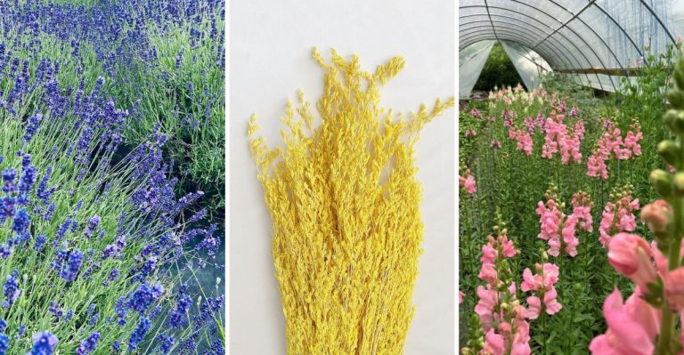Beautiful Lavender Flowers in 5 Colors You Can Choose From Today