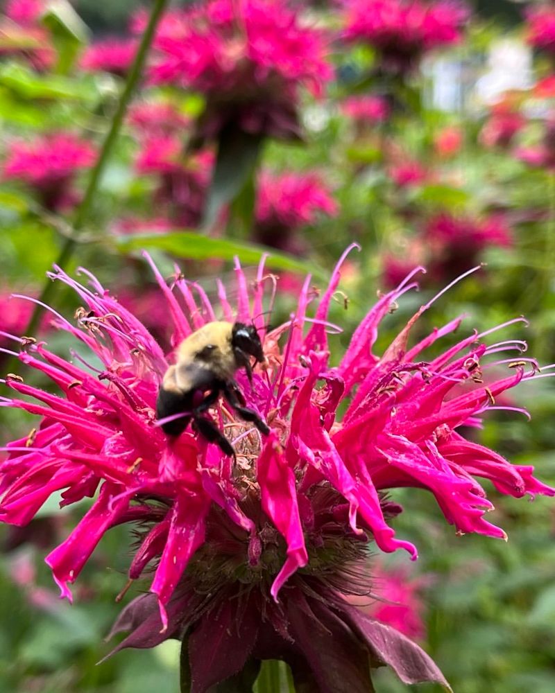 Bee Balm