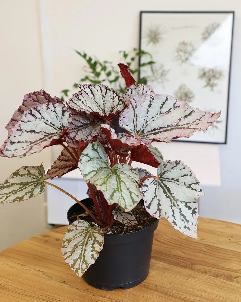 Begonia Rex