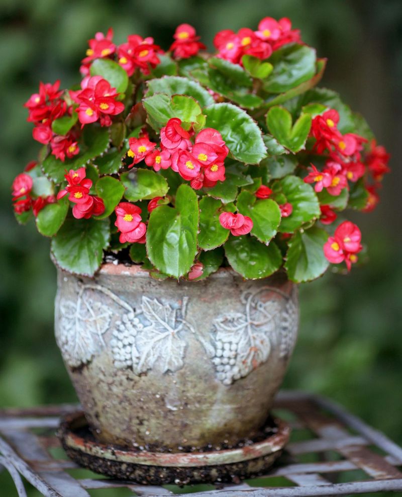 Begonias