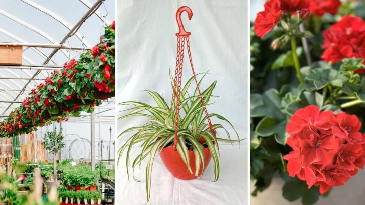 Best 12 Plants for Hanging Baskets That Combine Style, Versatility, and Ease