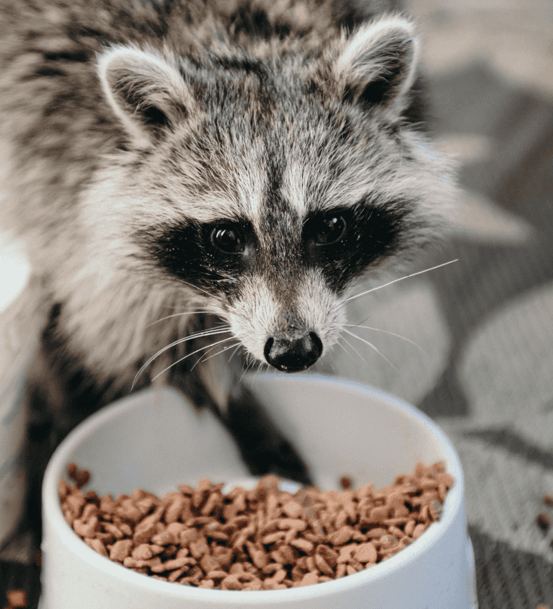 Bird Feeder Clean-Up