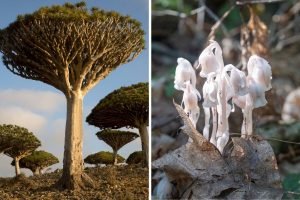 Bizarre Plants That Look Like Out Of This World