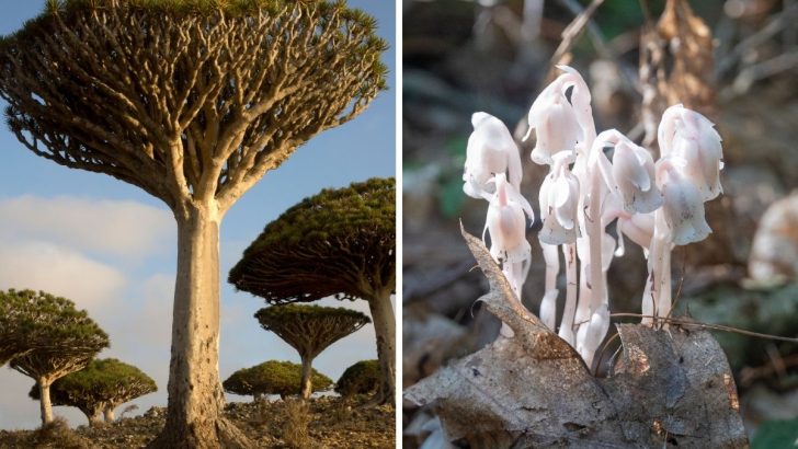 11 Bizarre Plants That Look Like Out Of This World