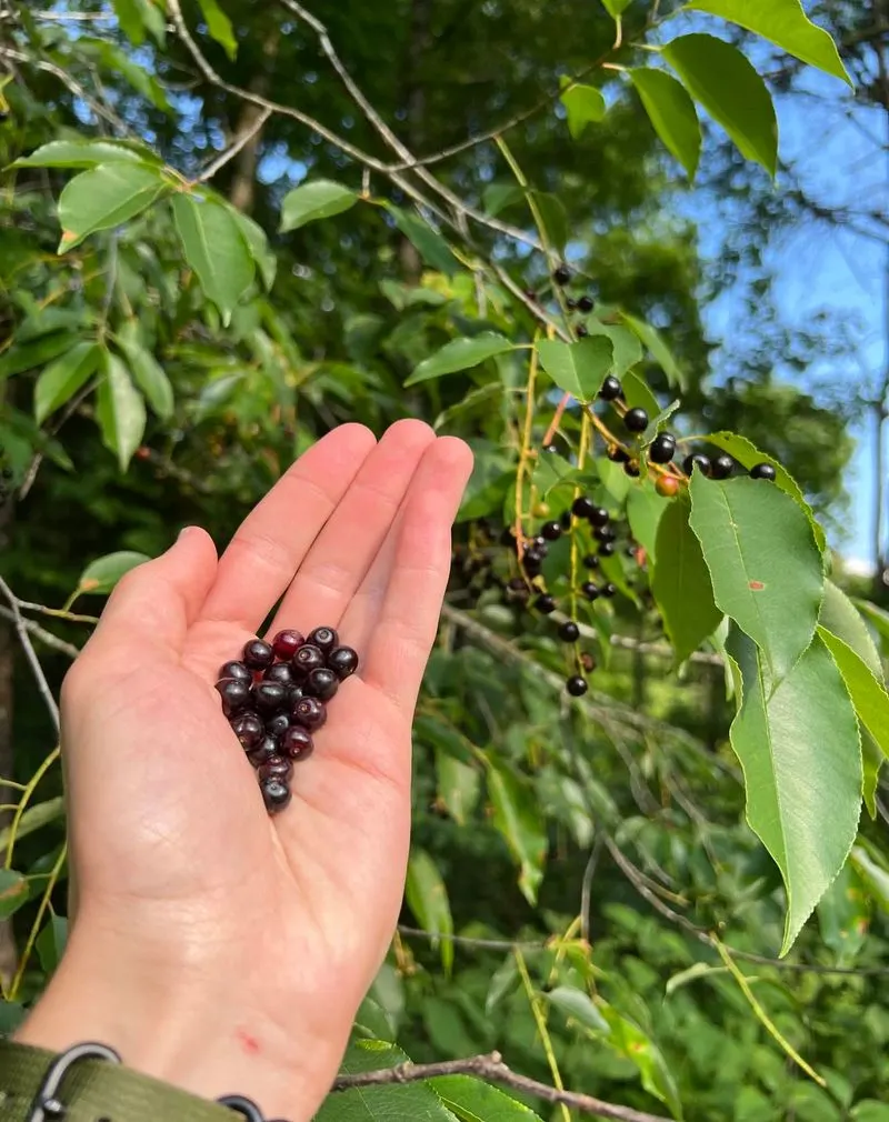 Black Cherry (Prunus serotina)