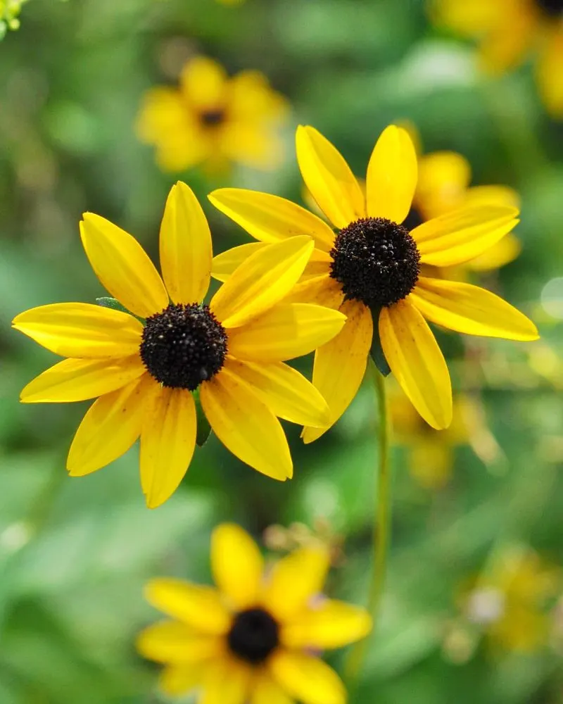 Black-Eyed Susan