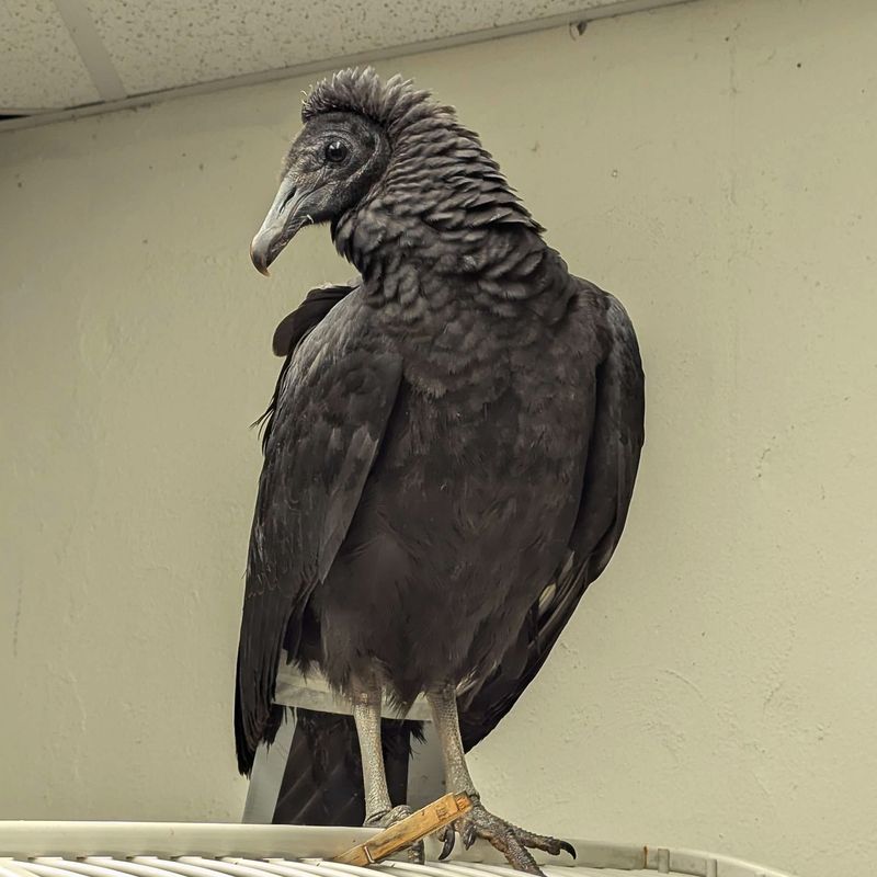 Black Vulture