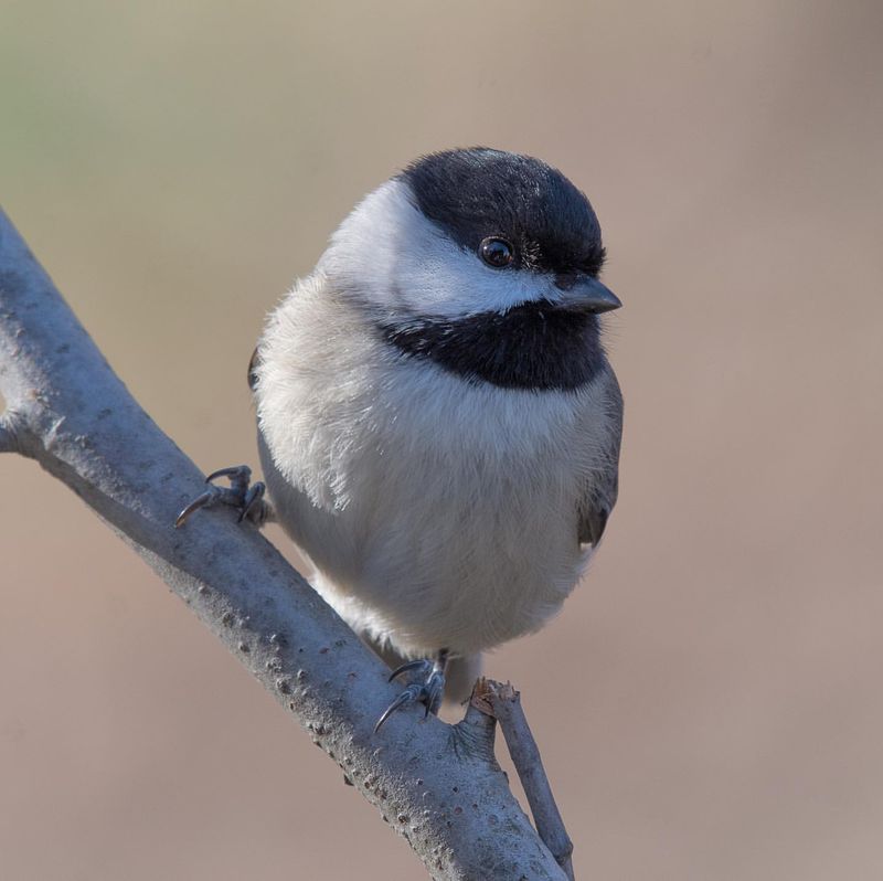 Black-capped Chickadee