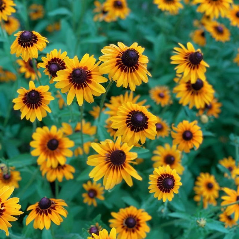 Black-eyed Susan