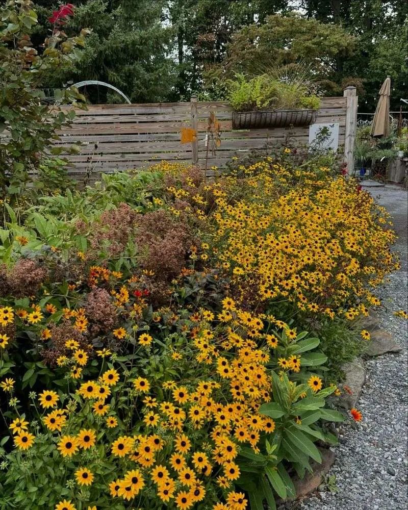 Black-eyed Susan