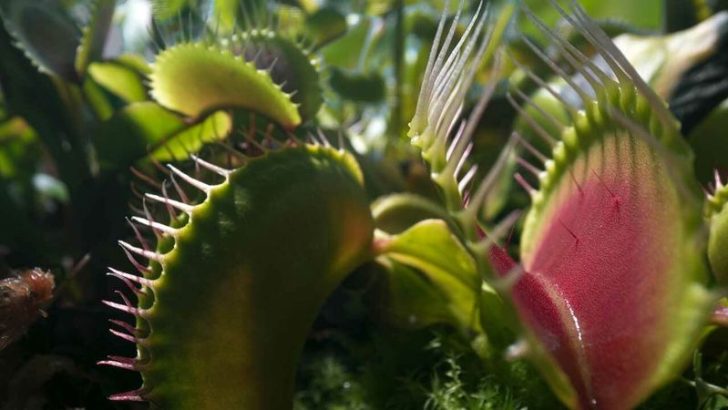 Explore 10 Fascinating Plants That Bite Back in This Thrilling and Interactive Adventure