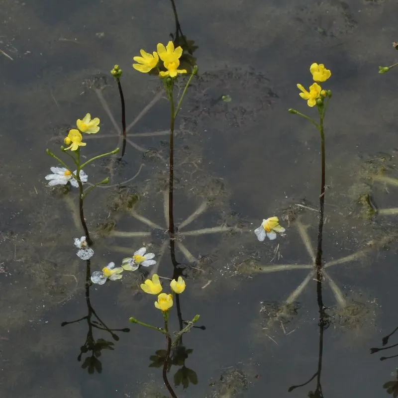 Bladderwort