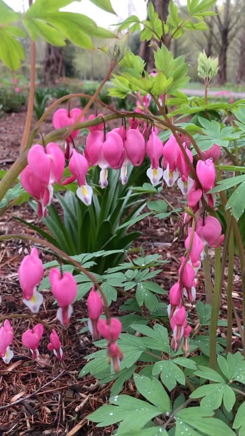 Bleeding Heart