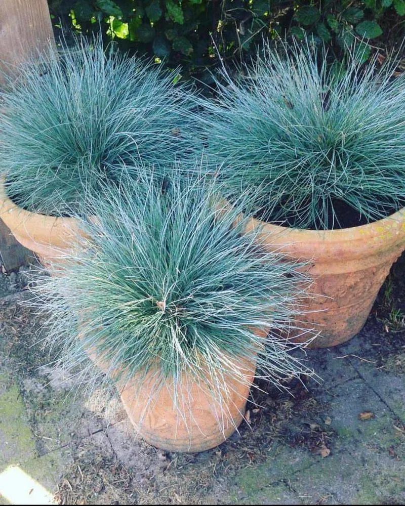 Blue Fescue (Festuca glauca)