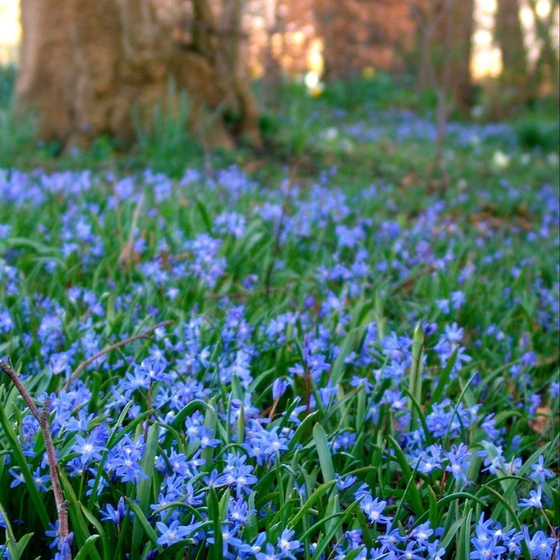 Bluebell (Hyacinthoides non-scripta)