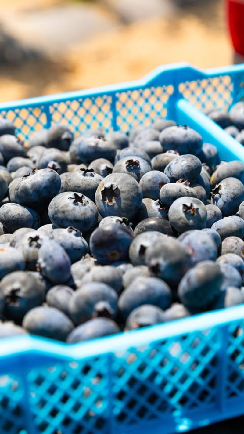 Blueberry (Vaccinium spp.)