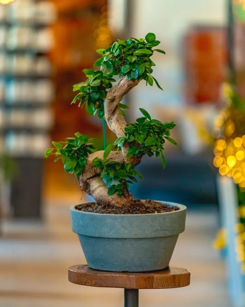 Bonsai Trees