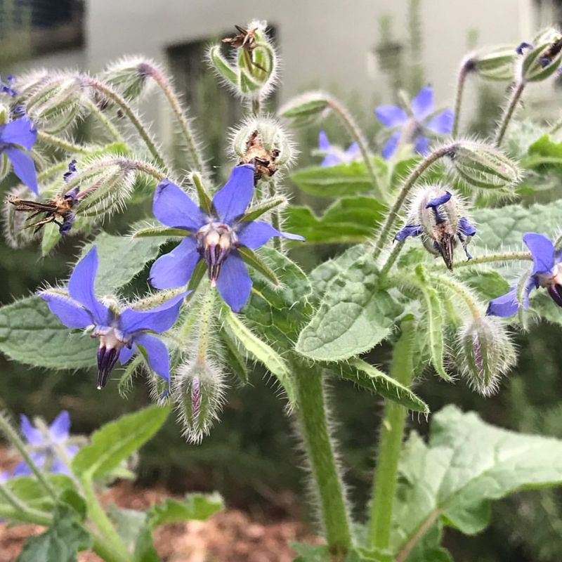 Borage (Borago officinalis)