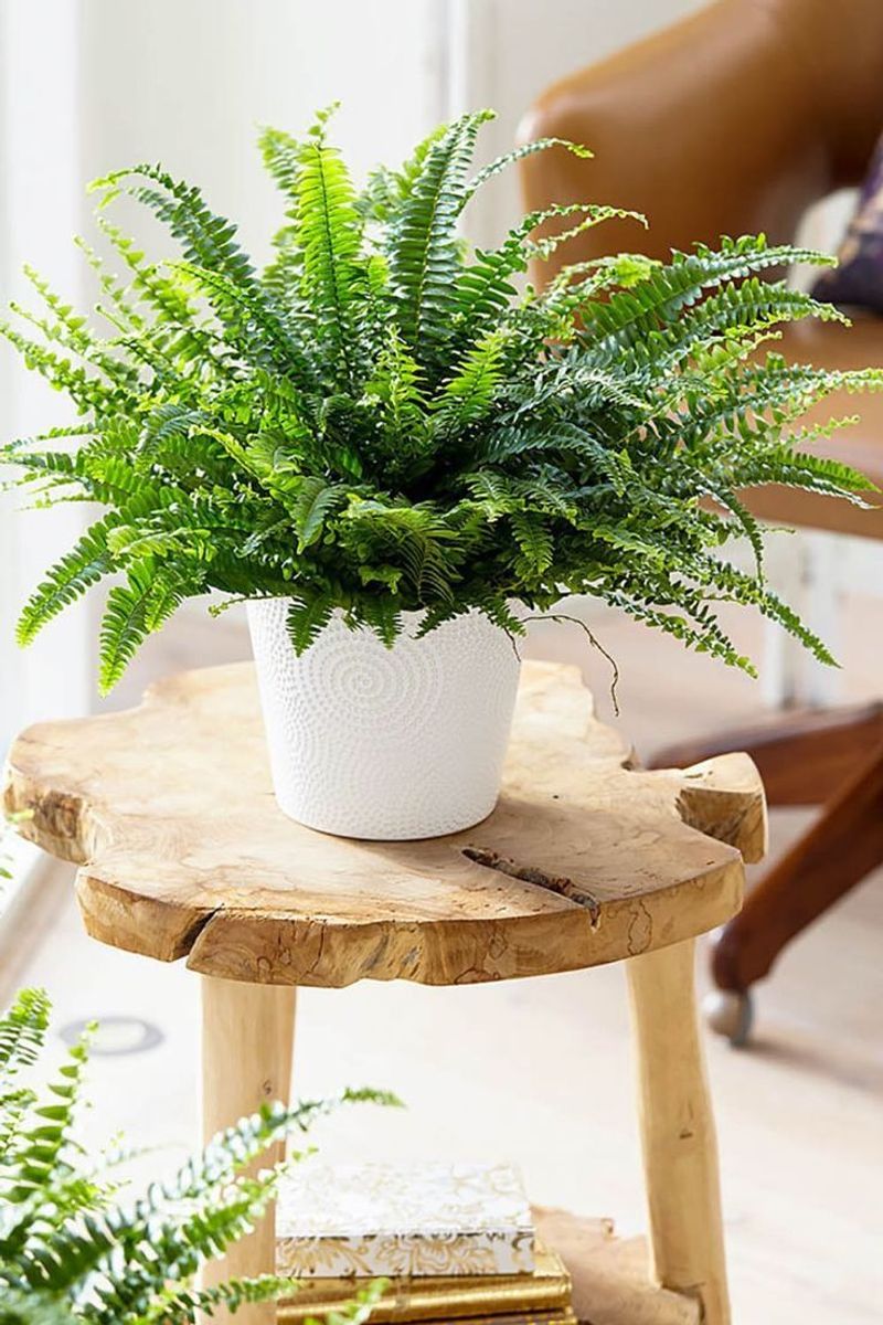 Boston Fern