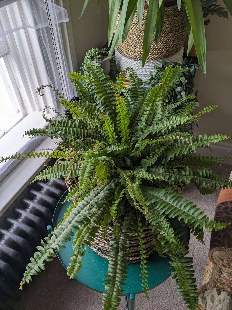 Boston Fern