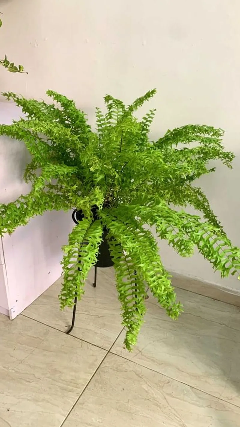 Boston Fern