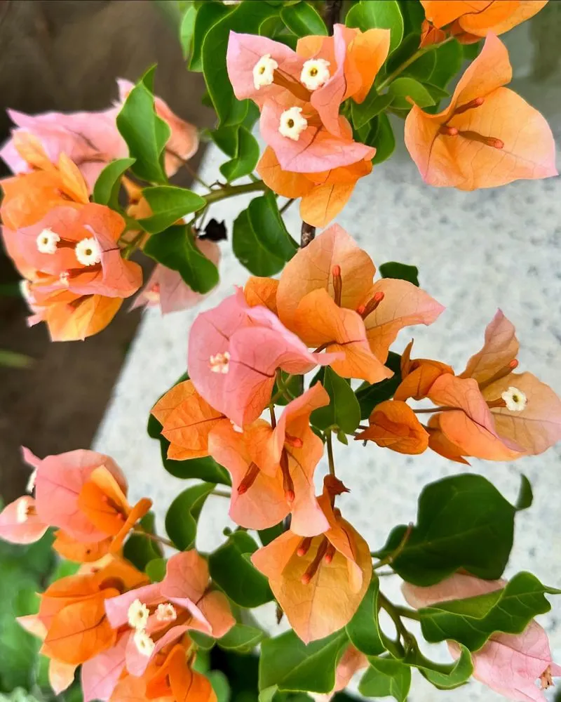 Bougainvillea