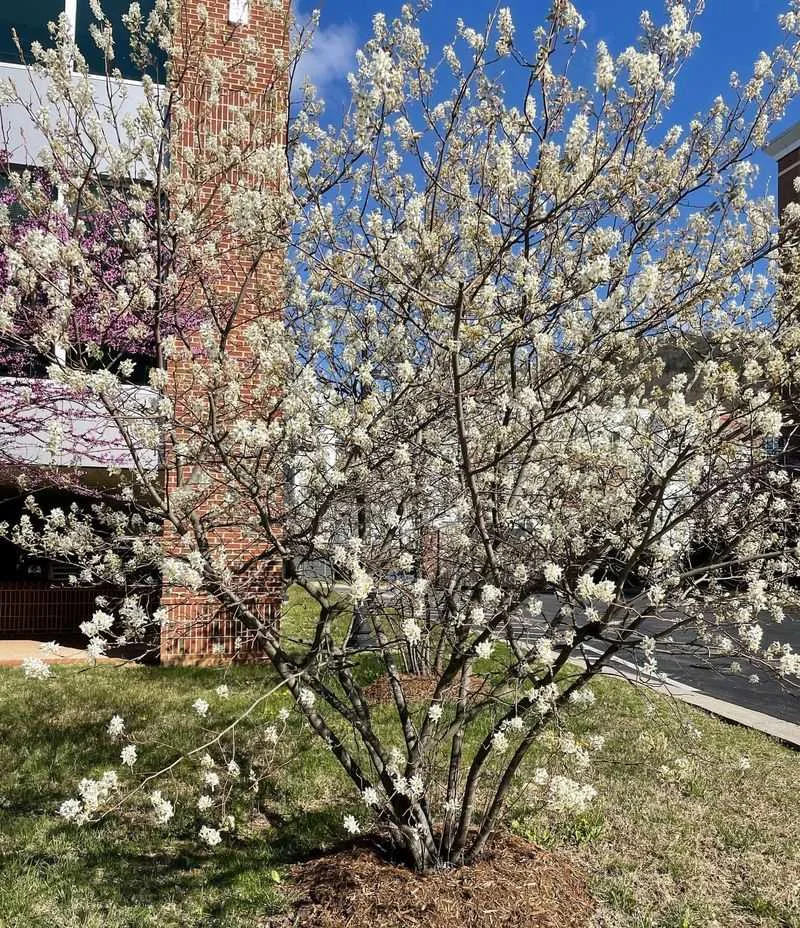 Bradford Pear