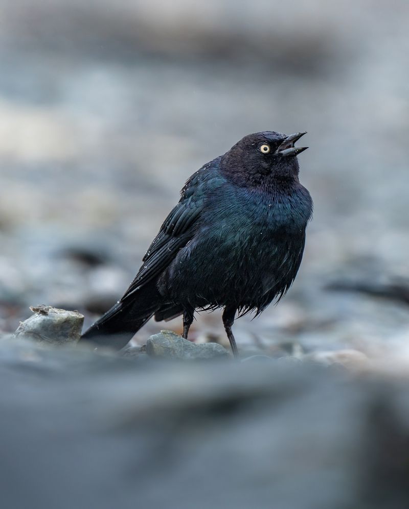 Brewer's Blackbird