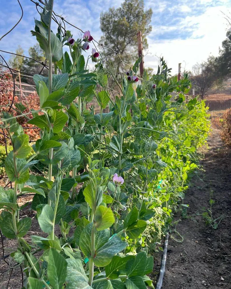 Broad Beans