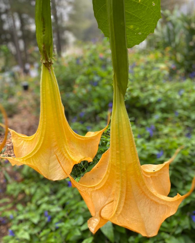 Brugmansia