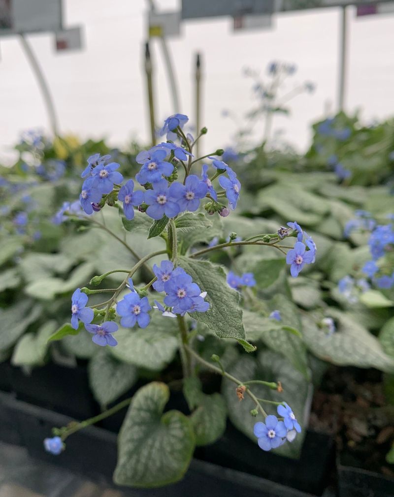 Brunnera 'Jack Frost'