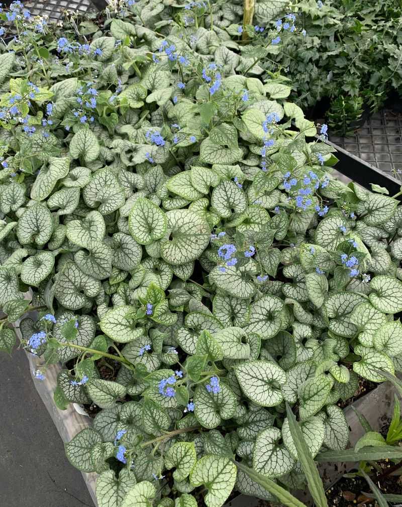 Brunnera