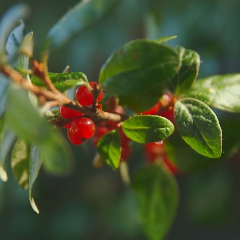 Buffaloberry (Shepherdia argentea)