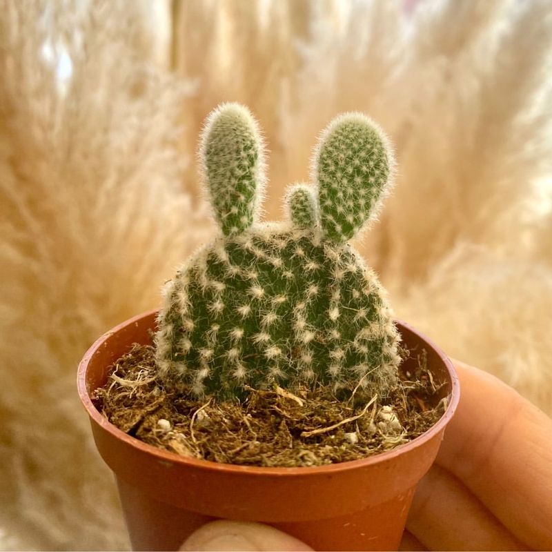 Bunny Ear Cactus (Opuntia microdasys)