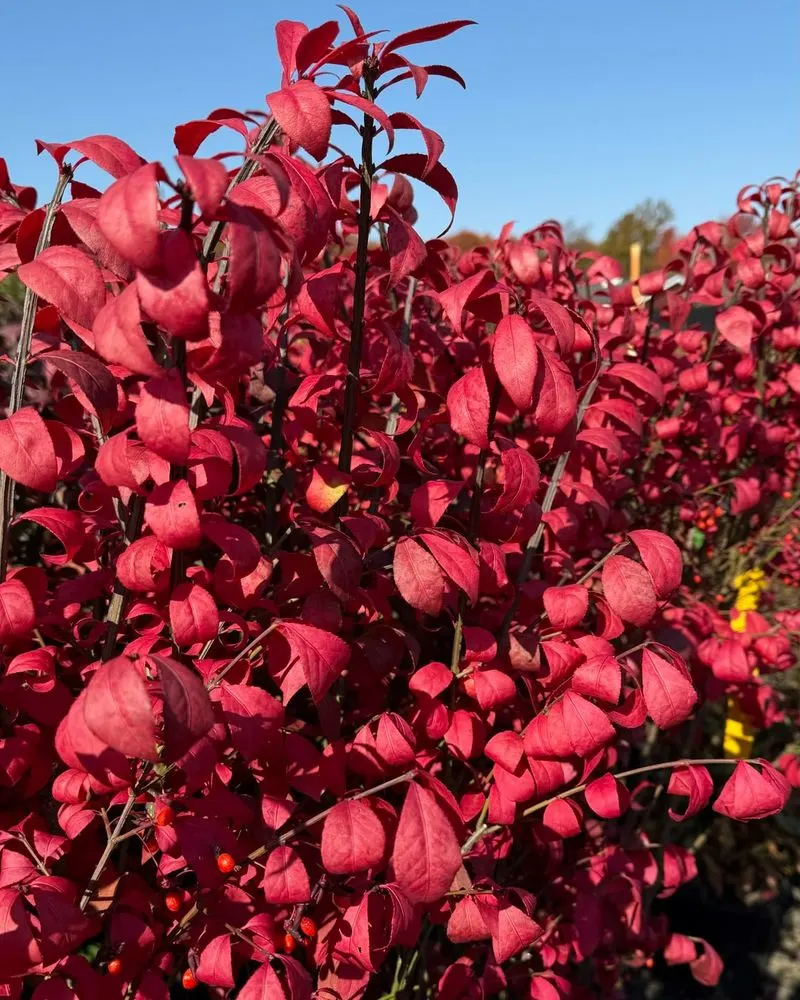 Burning Bush