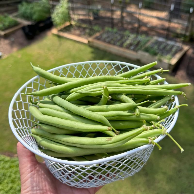 Bush Beans