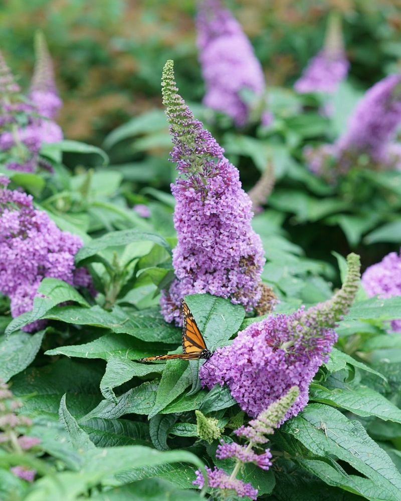 Butterfly Bush