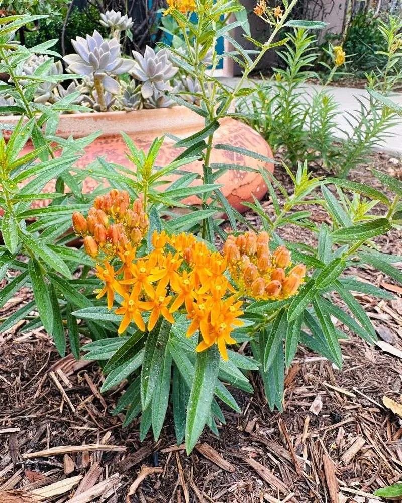 Butterfly Weed