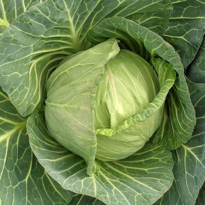 Cabbage