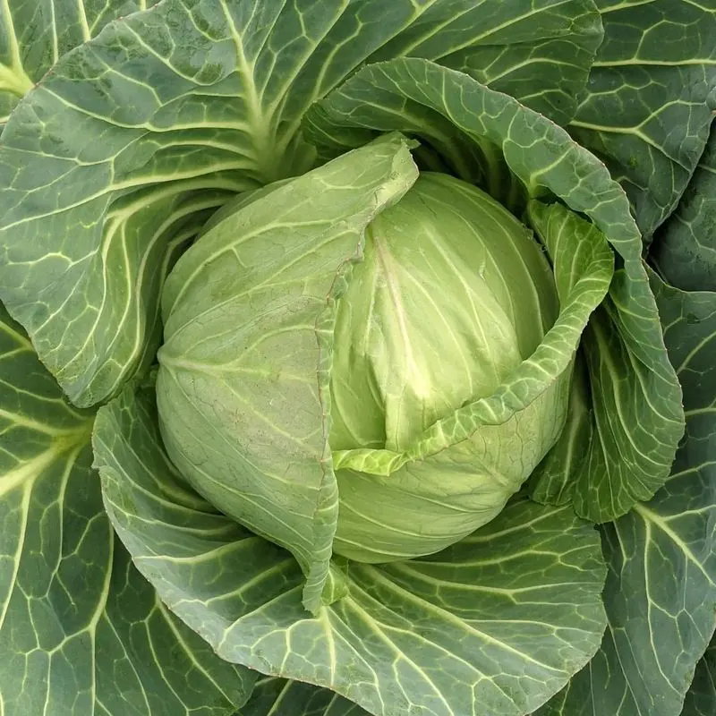 Cabbage