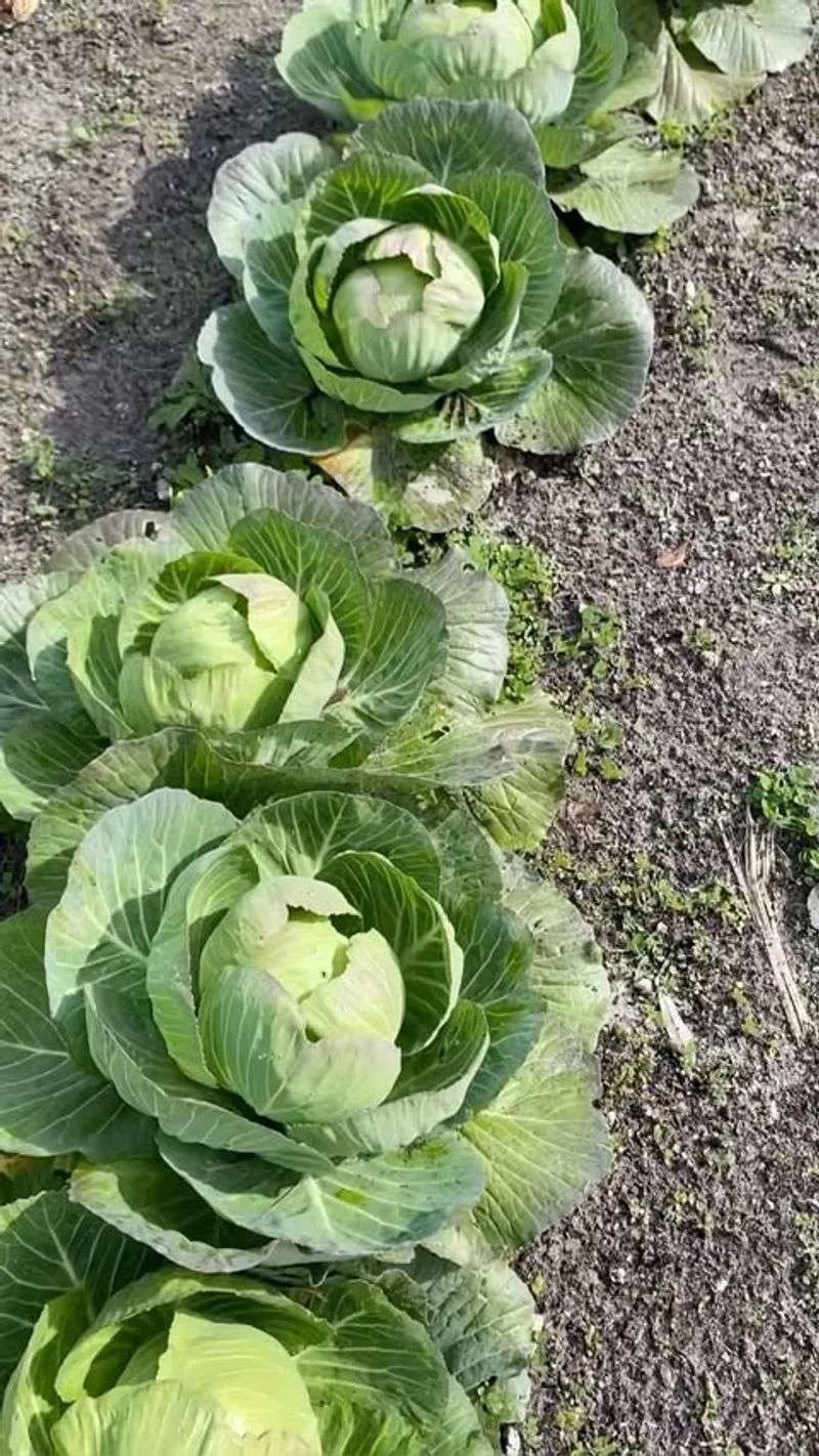 Cabbage