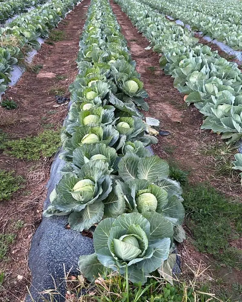 Cabbage and Grapes