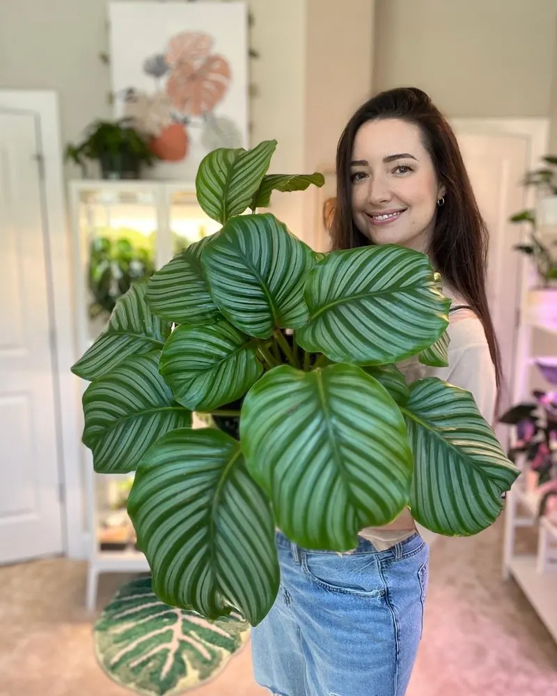 Calathea