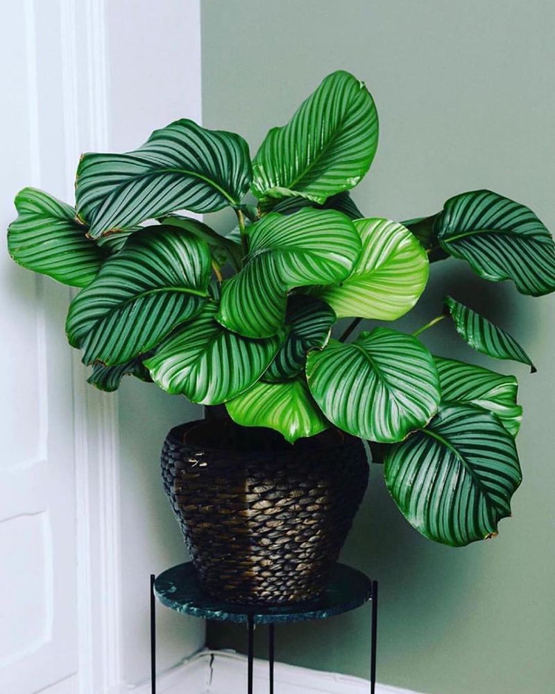 Calathea